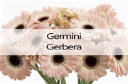 Germini